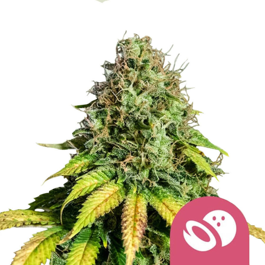 Royal Queen Seeds Somango XL Semillas de Cannabis Feminizadas (Paquete de 3 Semillas)