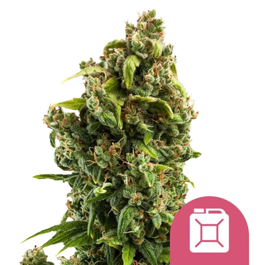 venta al por mayor-royal-queen-seeds-sour-diesel-feminizadas-semillas de cannabis