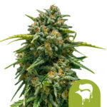 Royal Queen Seeds Sweet Skunk Auto Semillas de Cannabis Autoflorecientes (Paquete de 5 Semillas)