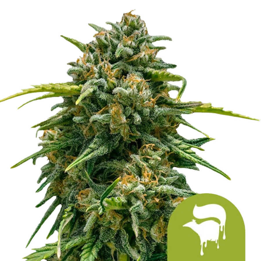 Royal Queen Seeds Sweet Skunk Auto Semillas de Cannabis Autoflorecientes (Paquete de 3 Semillas)