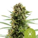 Royal Queen Seeds White Widow Auto Semillas de Cannabis Autoflorecientes (Paquete de 3 Semillas)