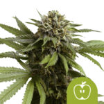 Royal Queen Seeds Apple Fritter Auto Semillas de Cannabis Autoflorecientes (Paquete de 5 Semillas)