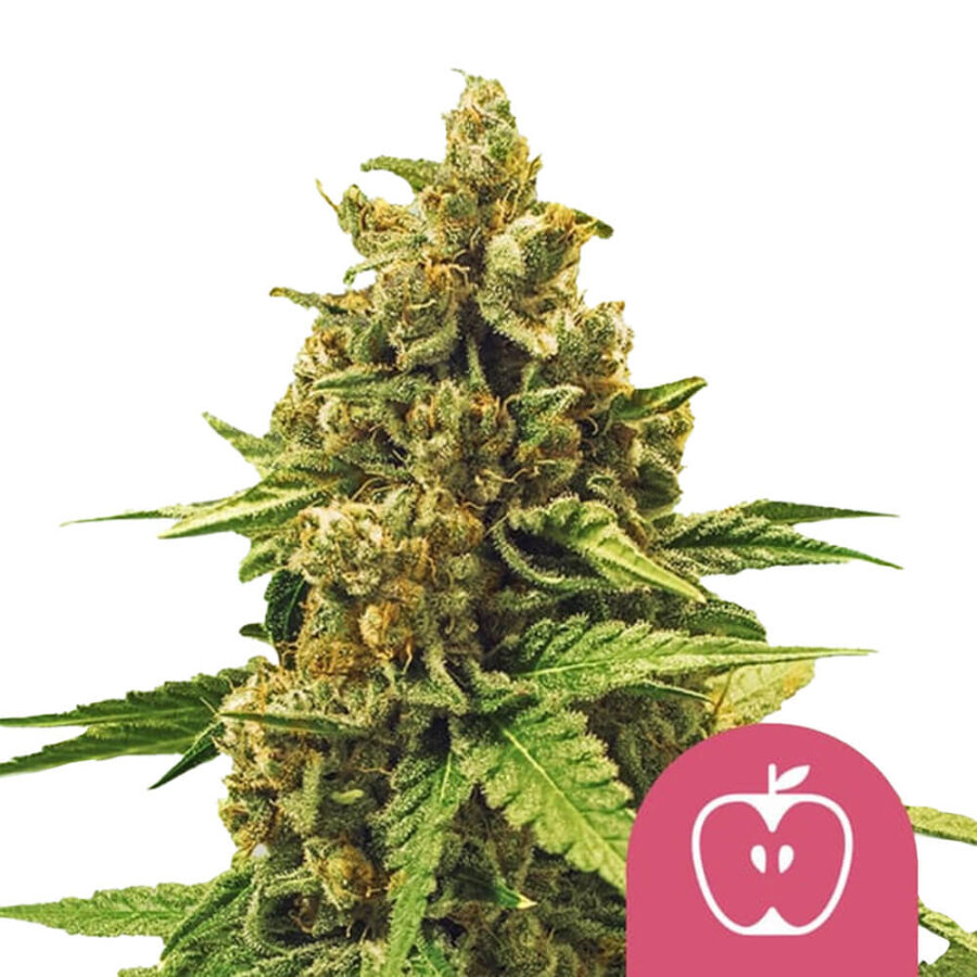 Royal Queen Seeds Apple Fritter Semillas de Cannabis Feminizadas (Paquete de 5 Semillas)