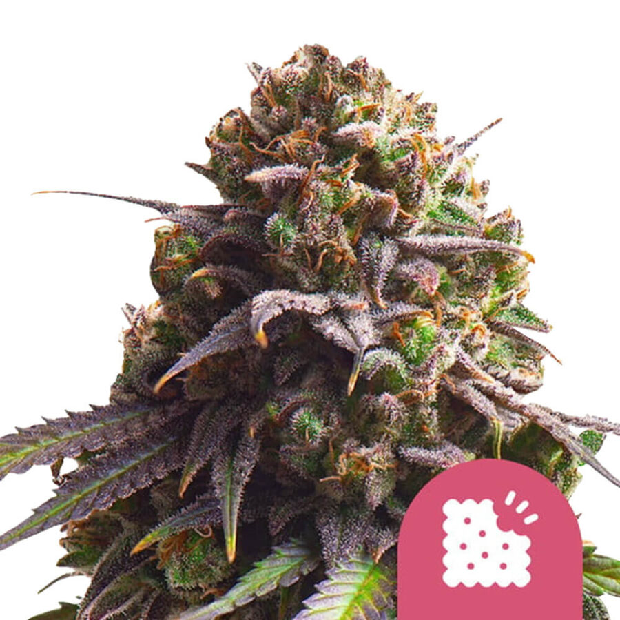 Royal Queen Seeds Biscotti Semillas de Cannabis Feminizadas (Paquete de 5 Semillas)