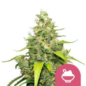 Royal Queen Seeds Blue Gelato Semillas de Cannabis Feminizadas (Paquete de 3 Semillas)