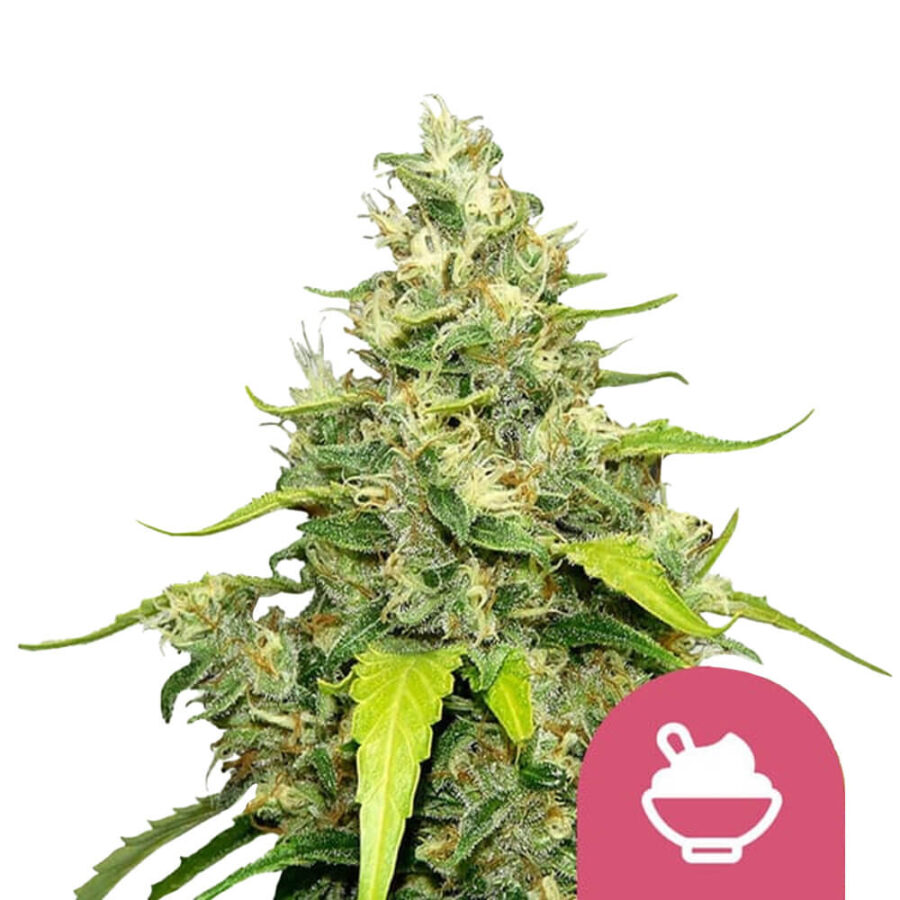 Royal Queen Seeds Blue Gelato Semillas de Cannabis Feminizadas (Paquete de 3 Semillas)