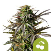 Royal Queen Seeds Cherry Pie Auto Semillas de Cannabis Autoflorecientes (Paquete de 3 Semillas)