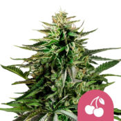 Royal Queen Seeds Cherry Pie Semillas de Cannabis Feminizadas (Paquete de 5 Semillas)