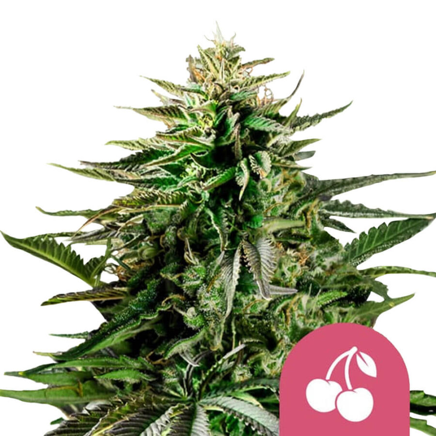 Royal Queen Seeds Cherry Pie Semillas de Cannabis Feminizadas (Paquete de 5 Semillas)