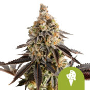 Royal Queen Seeds Cookies Gelato Auto Semillas de Cannabis Autoflorecientes (Paquete de 3 Semillas)