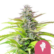 Royal Queen Seeds Cookies Gelato Semillas de Cannabis Feminizadas (Paquete de 5 Semillas)