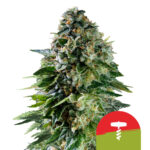 Royal Queen Seeds x Tyson 2.0 Corkscrew Auto Semillas de Cannabis Autoflorecientes (Paquete de 3 Semillas)