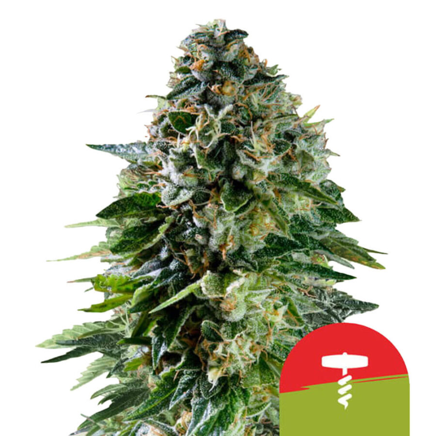 Royal Queen Seeds x Tyson 2.0 Corkscrew Auto Semillas de Cannabis Autoflorecientes (Paquete de 3 Semillas)