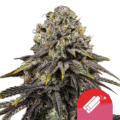 Royal Queen Seeds x Tyson 2.0 Dynamite Diesel Semillas de Cannabis Feminizadas (Paquete de 3 Semillas)