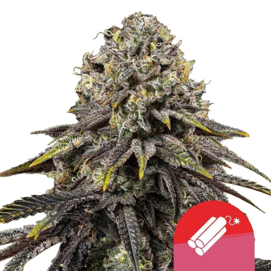 Royal Queen Seeds x Tyson 2.0 Dynamite Diesel Semillas de Cannabis Feminizadas (Paquete de 5 Semillas)