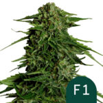 Royal Queen Seeds Epsilon F1 Semillas de Cannabis Autoflorecientes (Paquete de 3 Semillas)