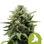 Royal Queen Seeds Fat Banana Auto Semillas de Cannabis Autoflorecientes (Paquete de 3 Semillas)