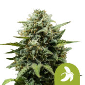 venta al por mayor-royal-queen-seeds-grasa-banana-auto-autofloreciente-semillas-de-cannabis-semillas-3-semillas-pack-1