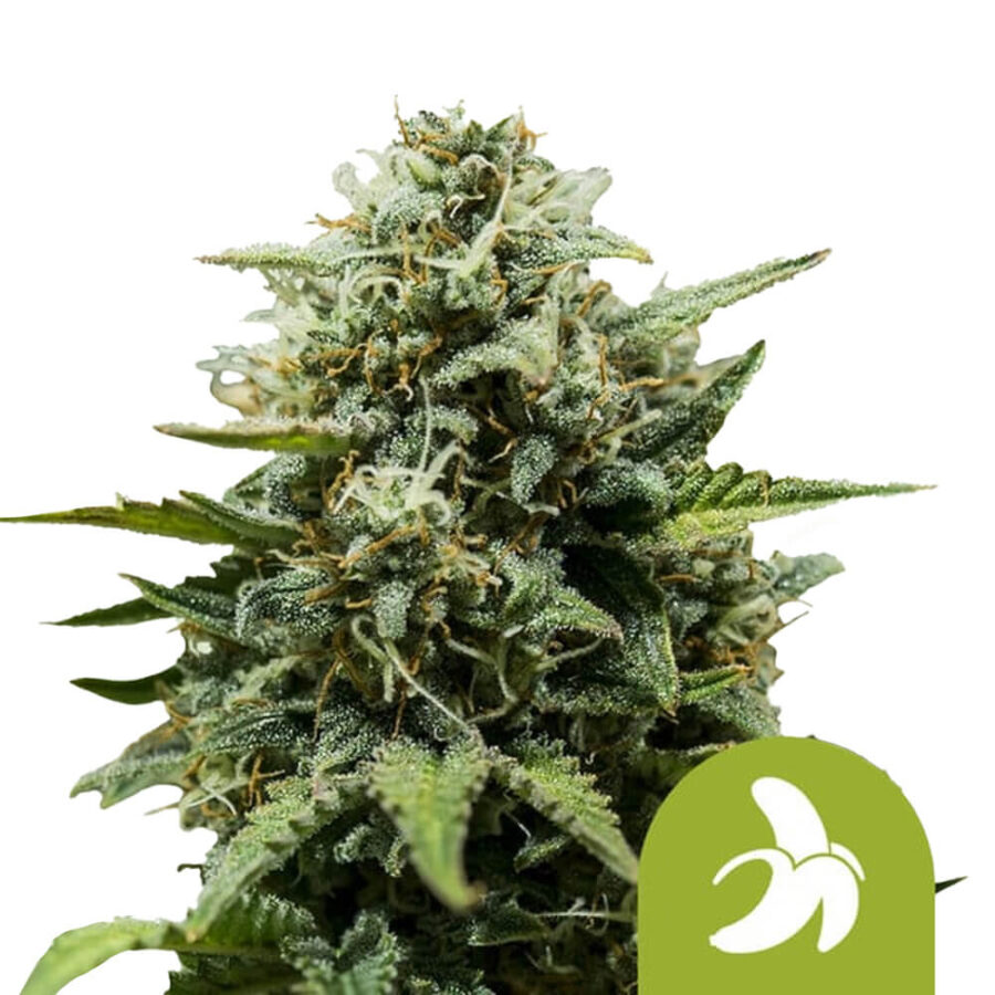 venta al por mayor-royal-queen-seeds-grasa-banana-auto-autofloreciente-semillas-de-cannabis-semillas-3-semillas-pack-1