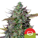 Royal Queen Seeds x Tyson 2.0 GOAT'lato Auto Semillas de Cannabis Autoflorecientes (Paquete de 3 Semillas)