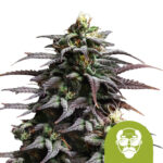 Royal Queen Seeds Granddaddy Purple Auto Semillas de Cannabis Autoflorecientes (Paquete de 3 Semillas)