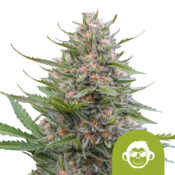 Royal Queen Seeds Grape Ape Auto Semillas de Cannabis Autoflorecientes (Paquete de 5 Semillas)