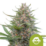 Royal Queen Seeds Grape Ape Semillas de Cannabis Feminizadas (Paquete de 5 Semillas)