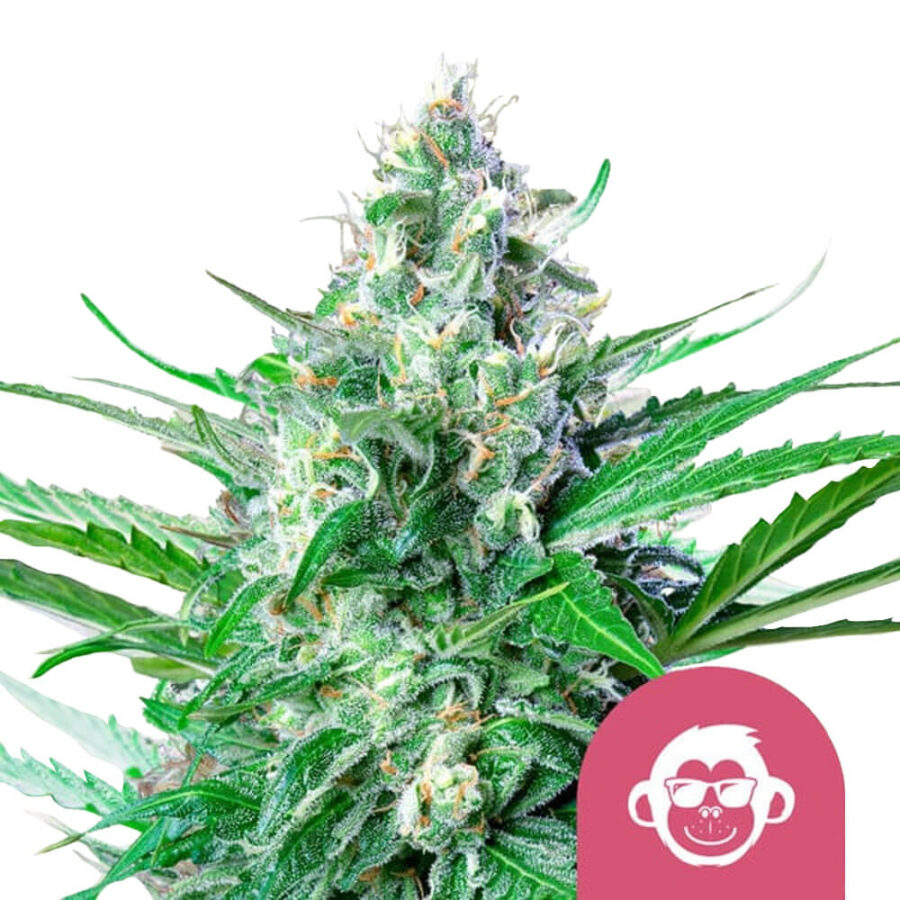 Royal Queen Seeds Grape Ape Semillas de Cannabis Feminizadas (Paquete de 5 Semillas)