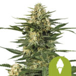 Royal Queen Seeds Green Gelato Auto Semillas de Cannabis Autoflorecientes (Paquete de 3 Semillas)