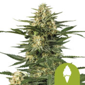 Royal Queen Seeds Green Gelato Auto Semillas de Cannabis Autoflorecientes (Paquete de 3 Semillas)