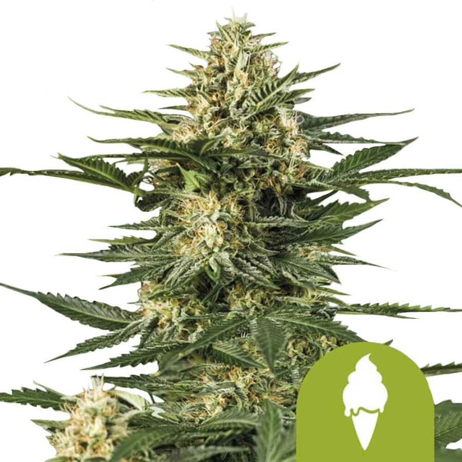 venta al por mayor-royal-queen-seeds-green-gelato-auto-autofloreciente-semillas-de-cannabis-seeds-5-seeds-pack