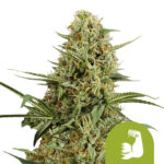 Royal Queen Seeds Hulkberry Automatic Semillas de Cannabis Autoflorecientes (Paquete de 3 Semillas)