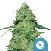 Royal Queen Seeds Joanne's CBD Semillas de Cannabis Autoflorecientes (Paquete de 5 Semillas)