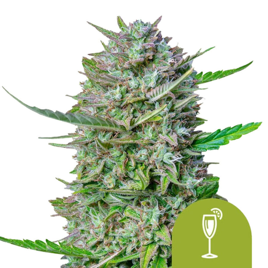 Royal Queen Seeds Mimosa Auto Semillas de Cannabis Autoflorecientes (Paquete de 3 Semillas)