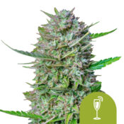 Royal Queen Seeds Mimosa Auto Semillas de Cannabis Autoflorecientes (Paquete de 5 Semillas)