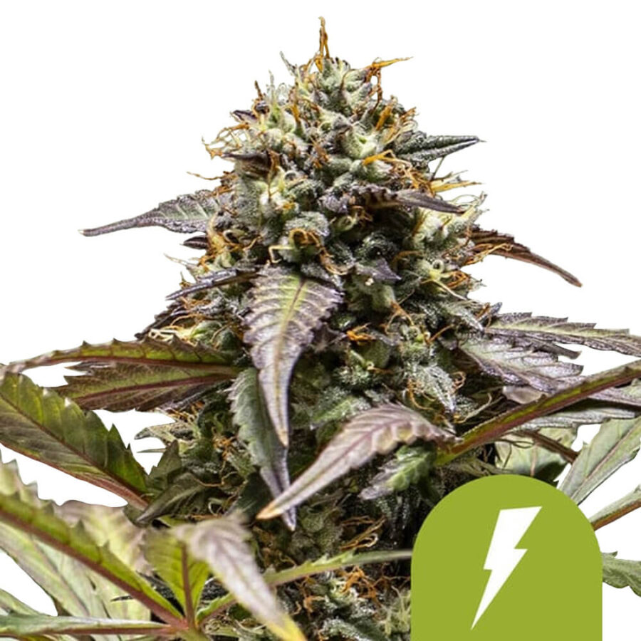 Royal Queen Seeds North Thunderfuck Semillas de Cannabis Autoflorecientes (Paquete de 3 Semillas)