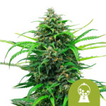 Royal Queen Seeds Pink Runtz Auto Semillas de Cannabis Autoflorecientes (Paquete de 5 Semillas)