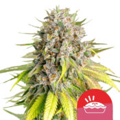 Royal Queen Seeds x Tyson 2.0 Punch Pie Semillas de Cannabis Feminizadas (Paquete de 3 Semillas)