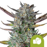 Royal Queen Seeds Purple Punch Auto Semillas de Cannabis Autoflorecientes (Paquete de 3 Semillas)