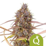 Royal Queen Seeds Purple Queen Auto Semillas de Cannabis Autoflorecientes (Paquete de 3 Semillas)