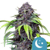 Royal Queen Seeds Purplematic CBD Semillas de Cannabis Autoflorecientes (Paquete de 3 Semillas)