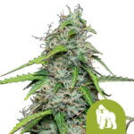 Royal Queen Seeds Royal Gorilla Automatic Semillas de Cannabis Autoflorecientes (Paquete de 3 Semillas)