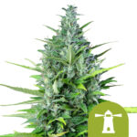 Royal Queen Seeds Royal Haze Semillas de Cannabis Autoflorecientes (Paquete de 3 Semillas)