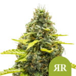 Royal Queen Seeds Royal Runtz Auto Semillas de Cannabis Autoflorecientes (Paquete de 3 Semillas)