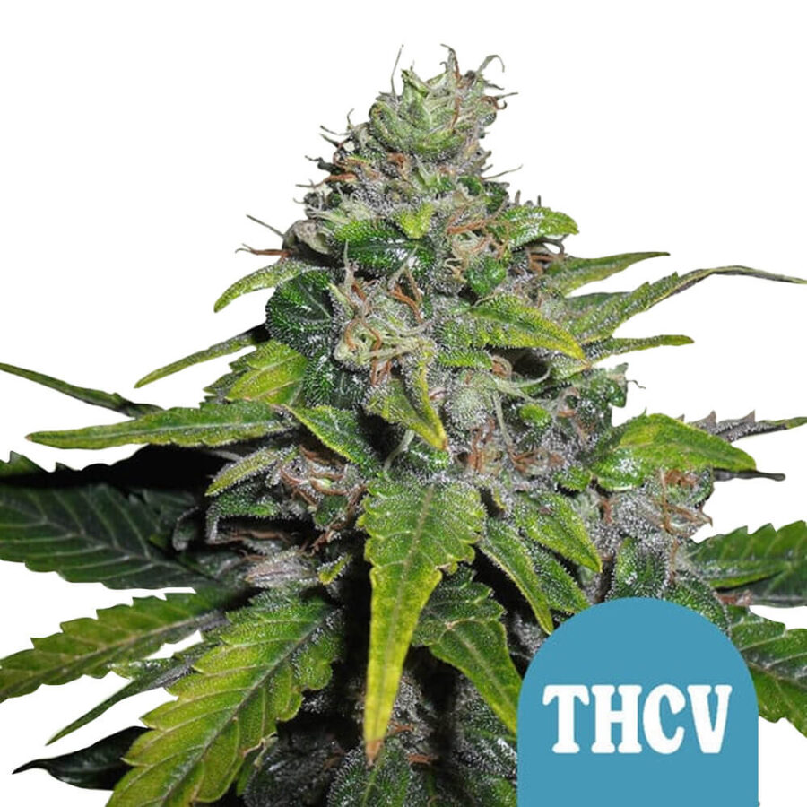 Royal Queen Seeds Royal THCV Semillas de Cannabis Autoflorecientes (Paquete de 5 Semillas)