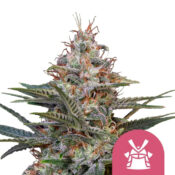 Royal Queen Seeds Shogun Semillas de Cannabis Feminizadas (Paquete de 3 Semillas)