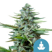 Royal Queen Seeds Stress Killer Automatic CBD Semillas de Cannabis (Paquete de 3 Semillas)