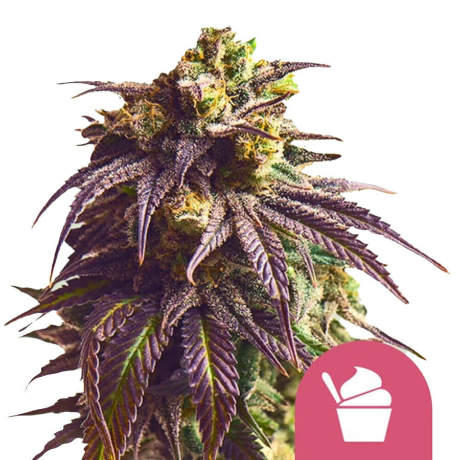 Royal Queen Seeds Sundae Driver Semillas de Cannabis Feminizadas (Paquete de 3 Semillas)