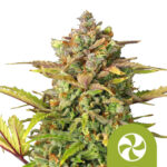 Royal Queen Seeds Sweet ZZ Auto Semillas de Cannabis Autoflorecientes (Paquete de 5 Semillas)