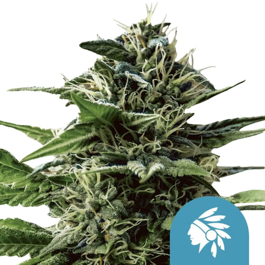 Royal Queen Seeds Tatanka Pure CBD Semillas de Cannabis (Paquete de 3 Semillas)